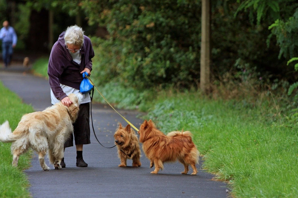 Dog walker